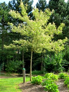 Acer negundo 'flamingo' in the parc Fenestre of la Bourboule (Puy-de-Dôme, France). Identified by its botanic label.