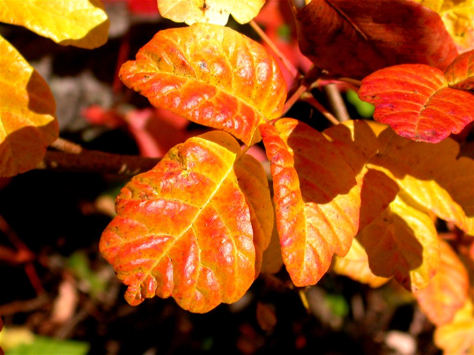 Poison Oak up close