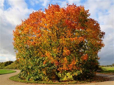 Spitzahorn (Acer platanoides) bei Reilingen photo