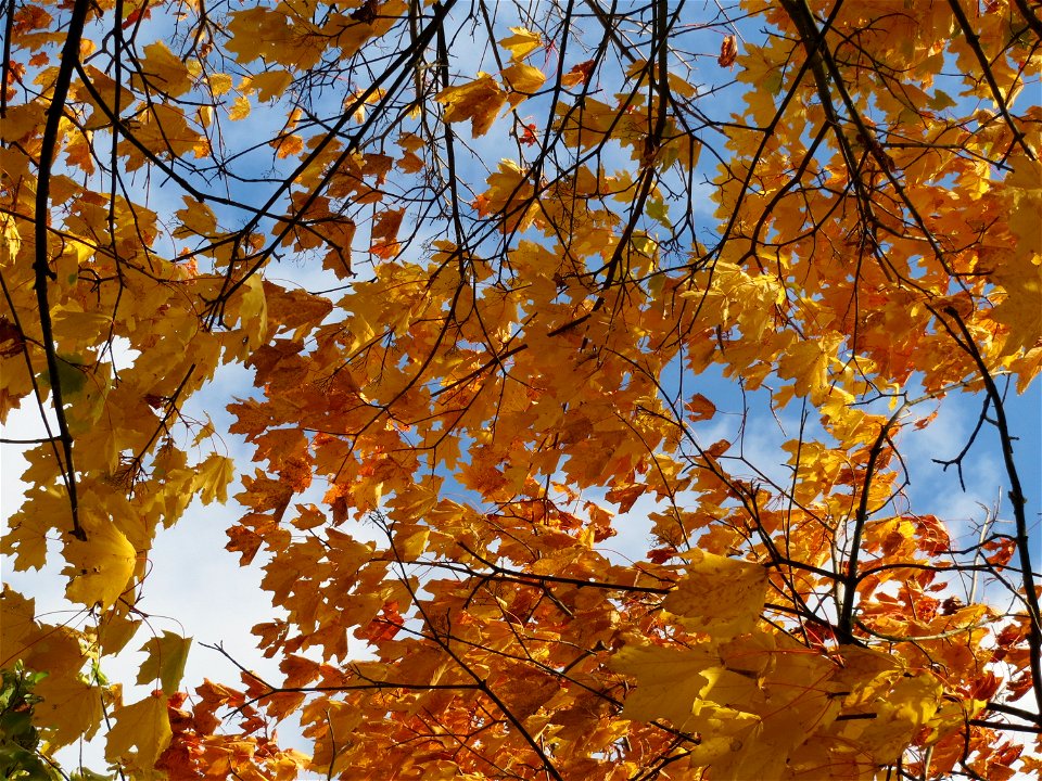 Spitzahorn (Acer platanoides) bei Reilingen