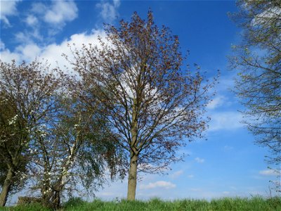 Ahorn (Acer platanoides 'Schwedleri') auf dem Rheindamm bei Altlußheim
