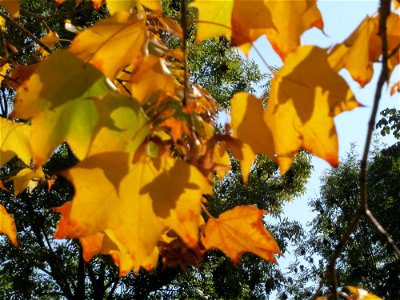 Spitzahorn (Acer platanoides) am Staden in Saarbrücken photo