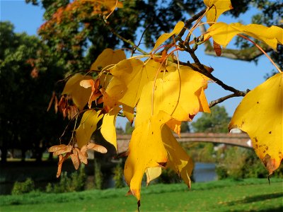 Spitzahorn (Acer platanoides) am Staden in Saarbrücken photo