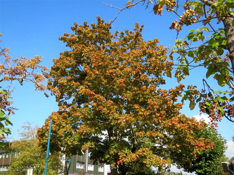Spitzahorn (Acer platanoides) in Hockenheim