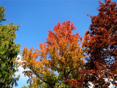 Spitzahorn (Acer platanoides) im Ebertpark Hockenheim