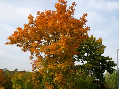 Spitzahorn (Acer platanoides) bei Oftersheim photo