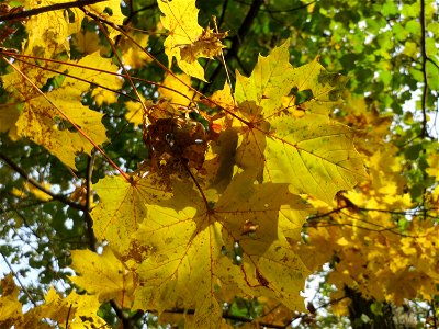 Spitzahorn (Acer platanoides) im Schwetzinger Hardt