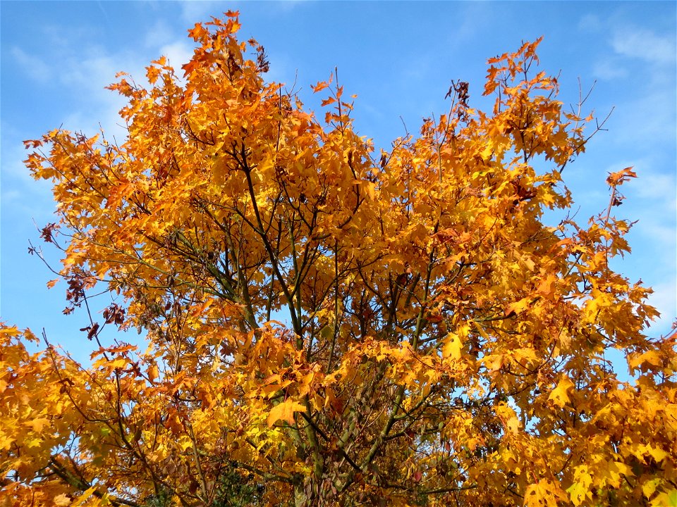 Spitzahorn (Acer platanoides) in Hockenheim photo