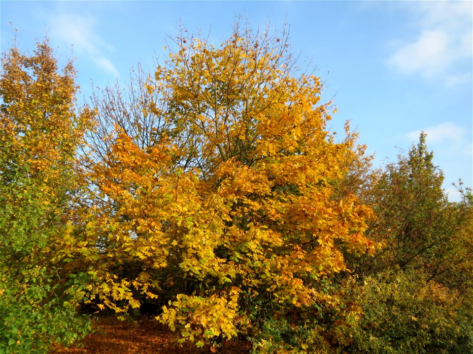 Spitzahorn (Acer platanoides) in Hockenheim