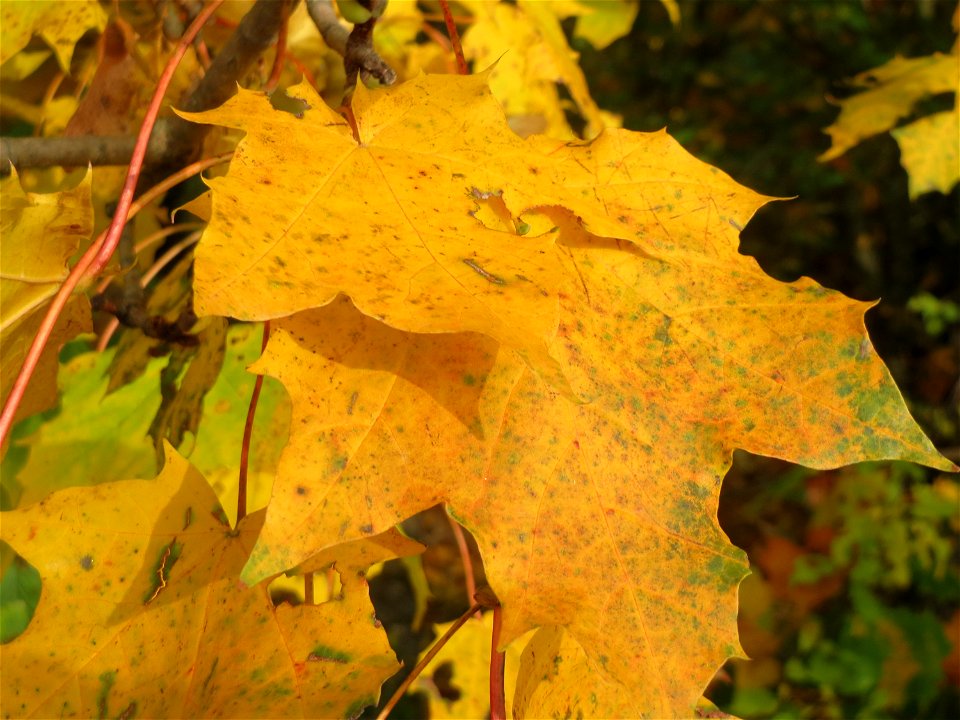 Spitzahorn (Acer platanoides) in Hockenheim