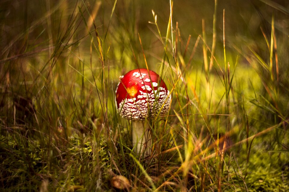Autumn mushrooms red