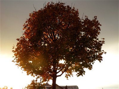 Spitzahorn (Acer platanoides) in Hockenheim photo