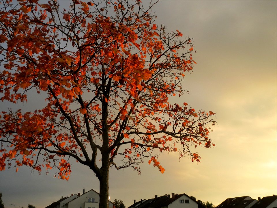 Spitzahorn (Acer platanoides) in Hockenheim