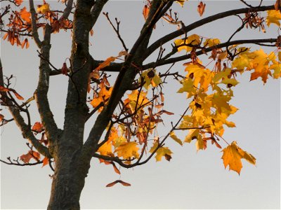 Spitzahorn (Acer platanoides) in Hockenheim