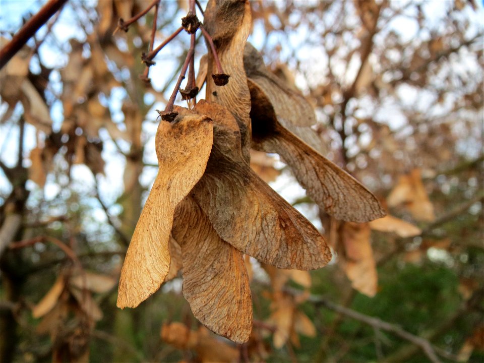 Spitzahorn (Acer platanoides) in Hockenheim