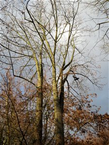 Spitzahorn (Acer platanoides) in Hockenheim