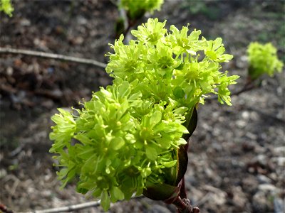 Spitzahorn (Acer platanoides) bei Reilingen