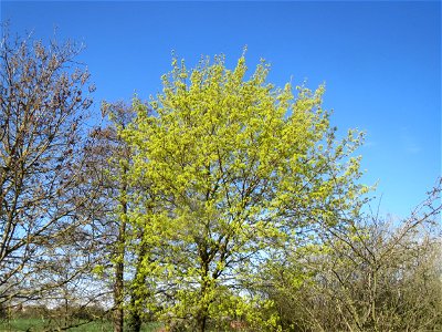 Spitzahorn (Acer platanoides) in Hockenheim