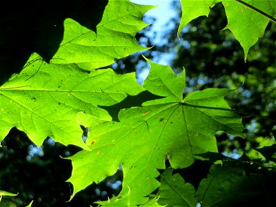 Spitzahorn (Acer platanoides) im Rodenhoferdell in Alt-Saarbrücken photo