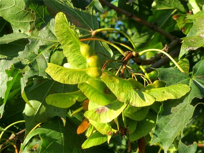 Spitzahorn (Acer platanoides) in Hockenheim photo