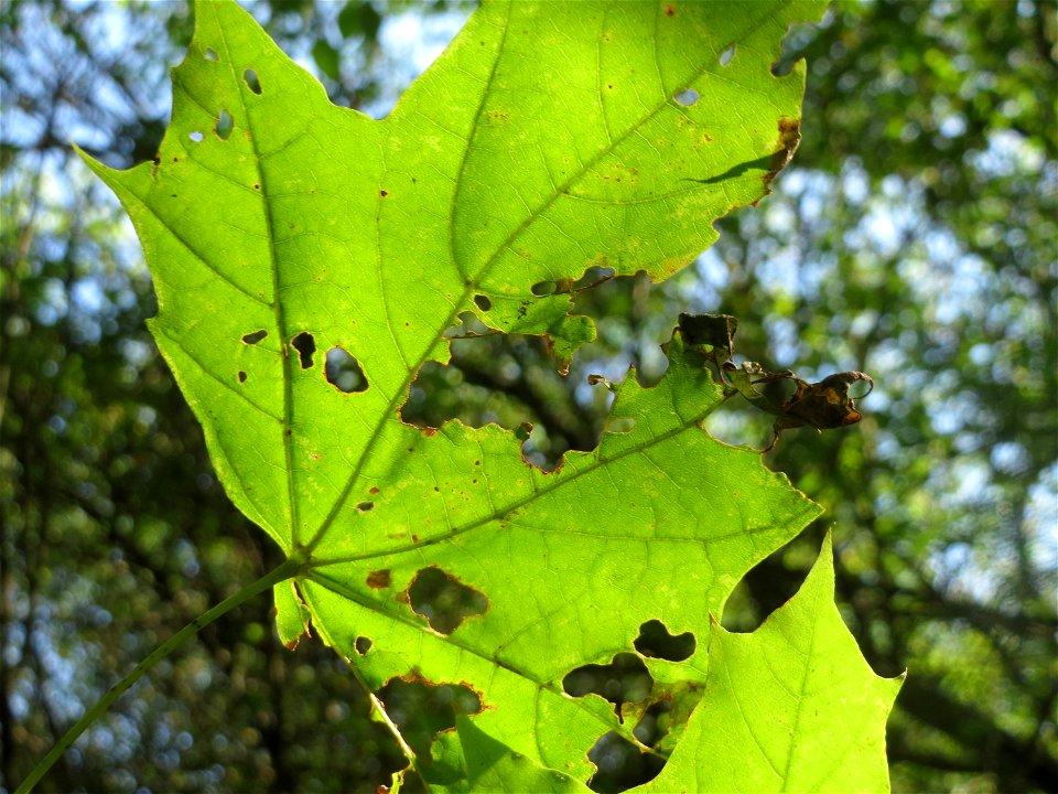 Spitzahorn (Acer platanoides) im Almet bei Sankt Arnual