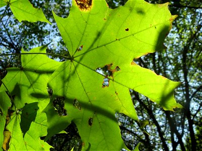 Spitzahorn (Acer platanoides) im Almet bei Sankt Arnual