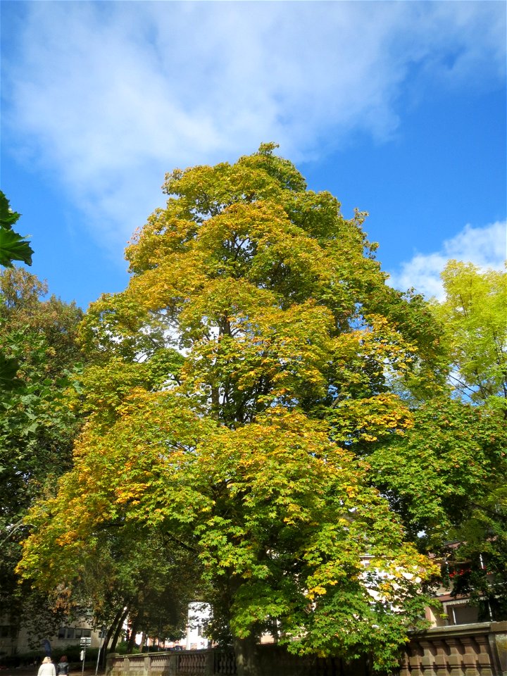 Spitzahorn (Acer platanoides) am Staden in Saarbrücken