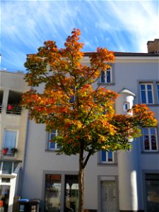 Spitzahorn (Acer platanoides) in St. Ingbert