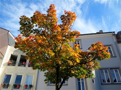 Spitzahorn (Acer platanoides) in St. Ingbert
