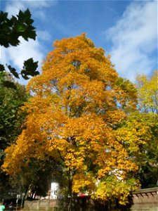 Spitzahorn (Acer platanoides) am Staden in Saarbrücken photo