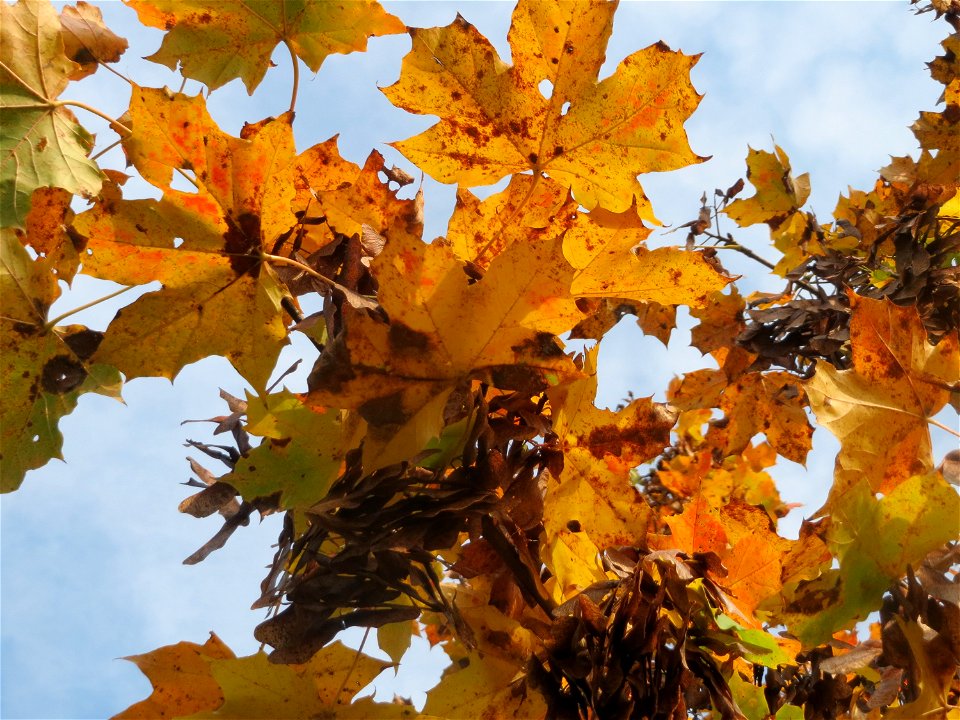 Spitzahorn (Acer platanoides) in Hockenheim
