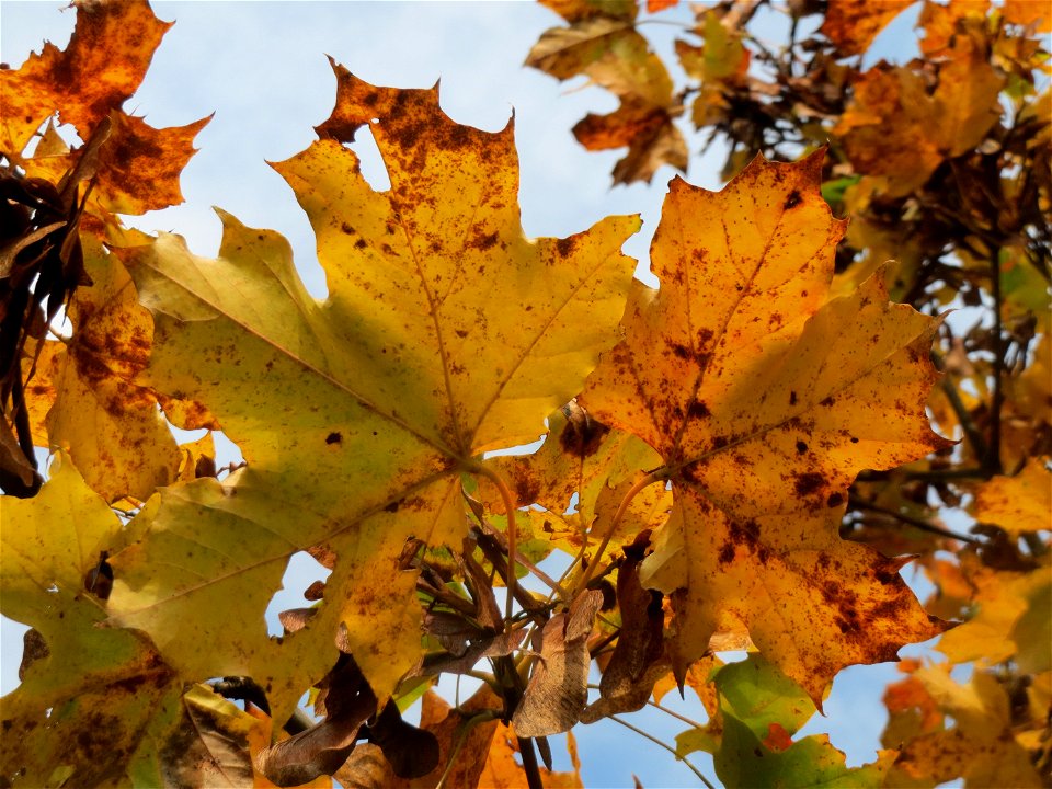 Spitzahorn (Acer platanoides) in Hockenheim