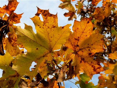 Spitzahorn (Acer platanoides) in Hockenheim