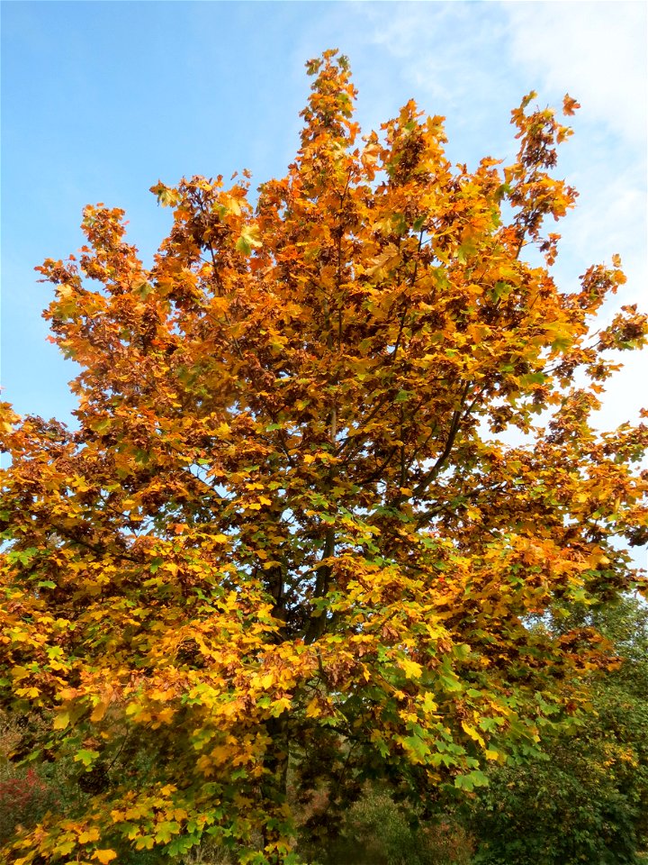Spitzahorn (Acer platanoides) in Hockenheim