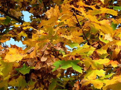 Spitzahorn (Acer platanoides) in Hockenheim photo