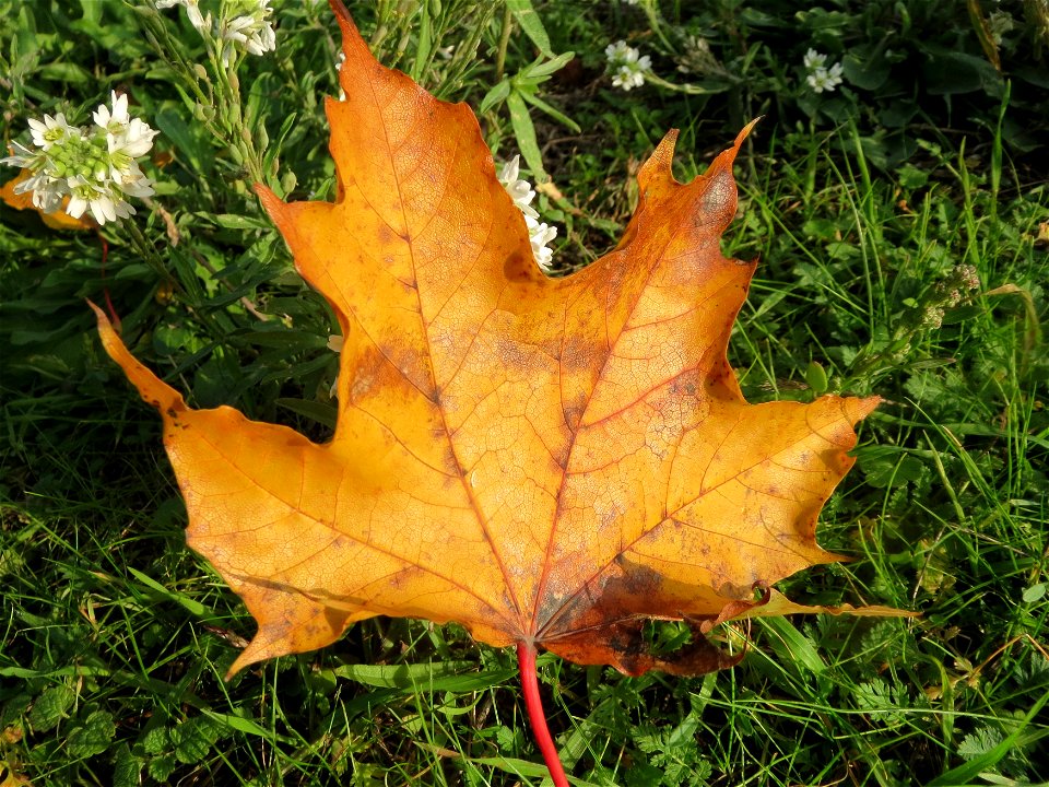 Spitzahorn (Acer platanoides) in Hockenheim