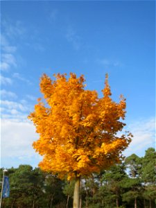 Spitzahorn (Acer platanoides) in Hockenheim photo