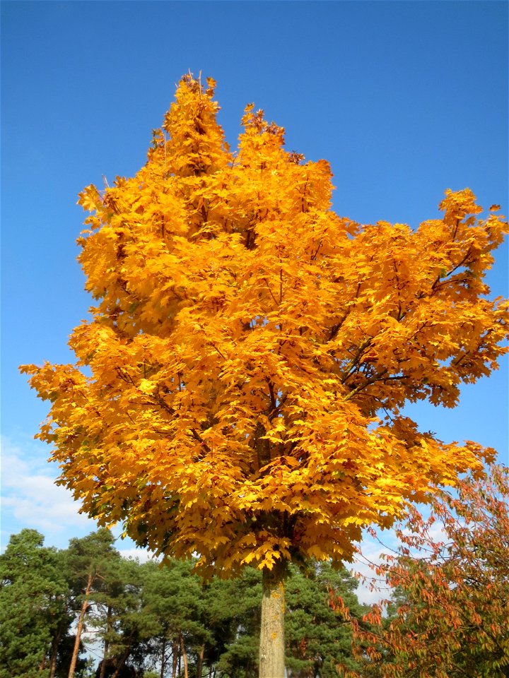 Spitzahorn (Acer platanoides) in Hockenheim