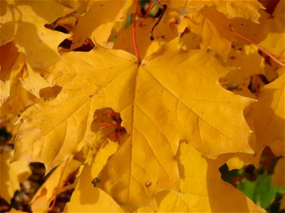 Spitzahorn (Acer platanoides) bei Reilingen photo