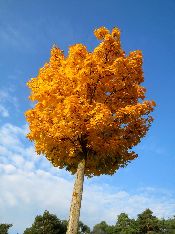 Spitzahorn (Acer platanoides) in Hockenheim