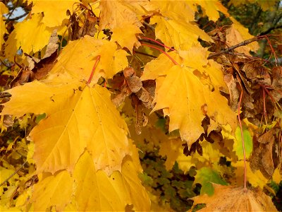 Spitzahorn (Acer platanoides) bei Reilingen photo