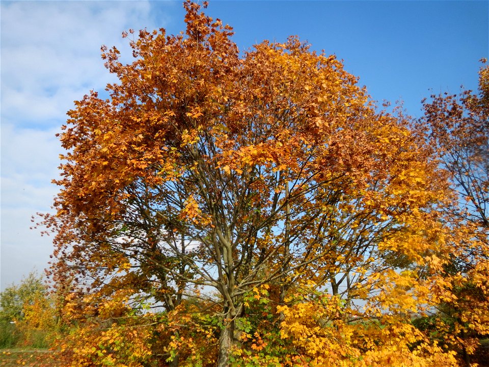 Spitzahorn (Acer platanoides) bei Reilingen photo