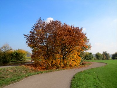 Spitzahorn (Acer platanoides) bei Reilingen photo