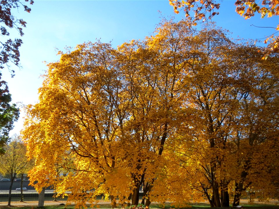 Spitzahorn (Acer platanoides) am Staatstheater in Saarbrücken
