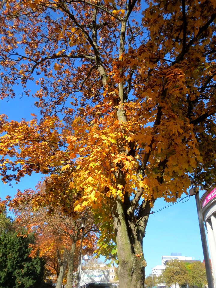 Spitzahorn (Acer platanoides) am Staatstheater in Saarbrücken