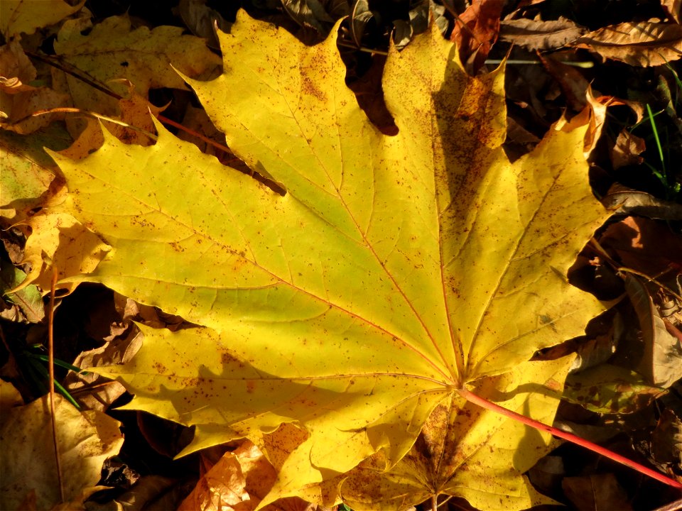Spitzahorn (Acer platanoides) im St. Johanner Stadtwald