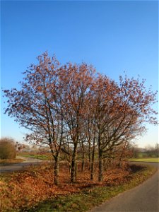 Spitzahorn (Acer platanoides) bei Reilingen - der dritte Baum von rechts in der Gruppe ist ein Bergahorn, ist aber kaum zu erkennen