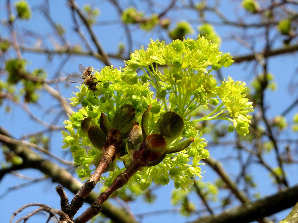 Blühendes Spitzahorn (Acer platanoides) in Saarbrücken