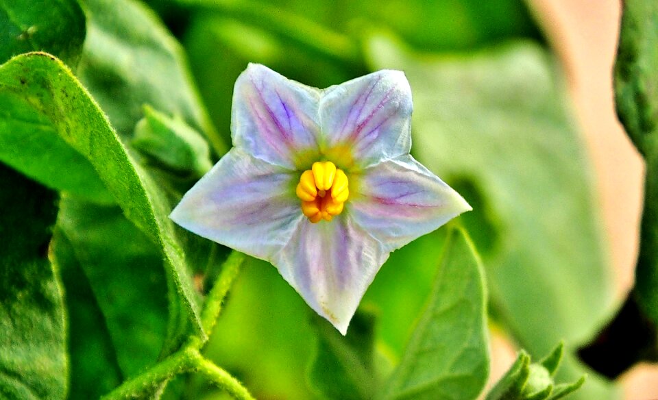 Close up pink violet