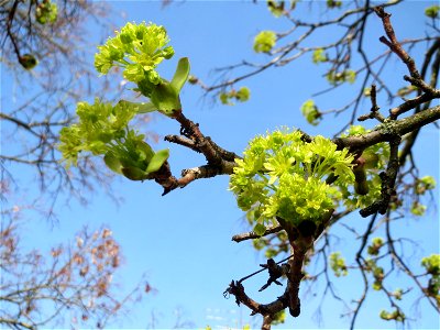 Blühendes Spitzahorn (Acer platanoides) in Saarbrücken